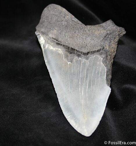 Bargain Inch Megalodon Tooth #1038